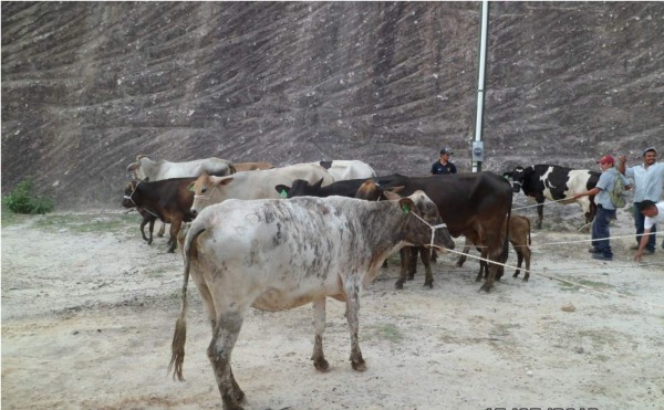 Familias intercambian animales y plantas para diversificar producción