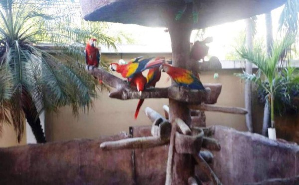 Honduras: Un zoológico fue hallado en mansión de San Pedro Sula