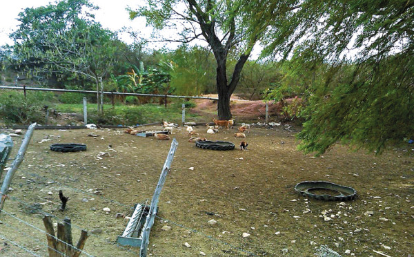 Informe no revela causante de la muerte de ovejas