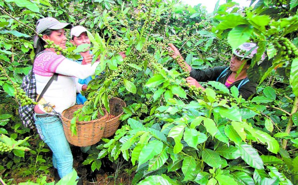 Caficultores esperan incremento del 30 por ciento en producción