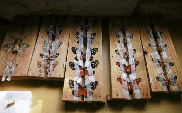 Un viaje al mundo de las mariposas