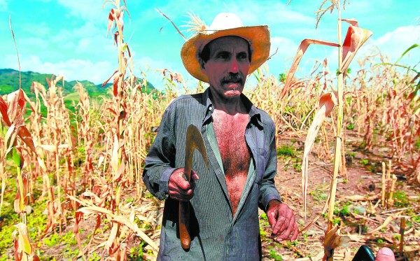 Agricultores de Orocuina lamentan estragos que deja la sequía en sus cosechas