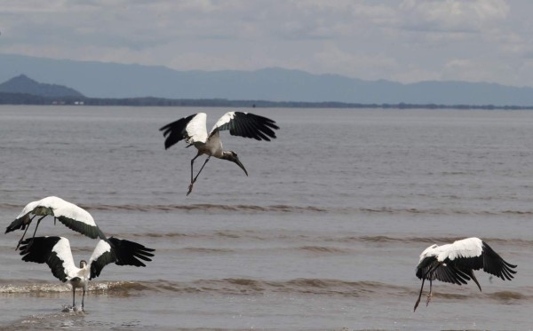 Amapala ruge como destino turístico desde la Isla del Tigre
