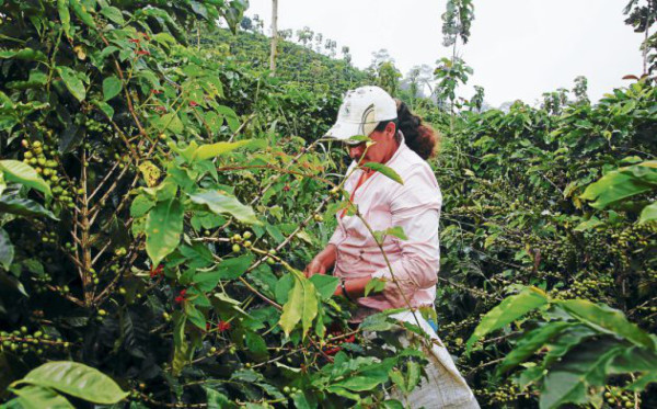 Sector agrícola de Honduras registrará récord en exportaciones