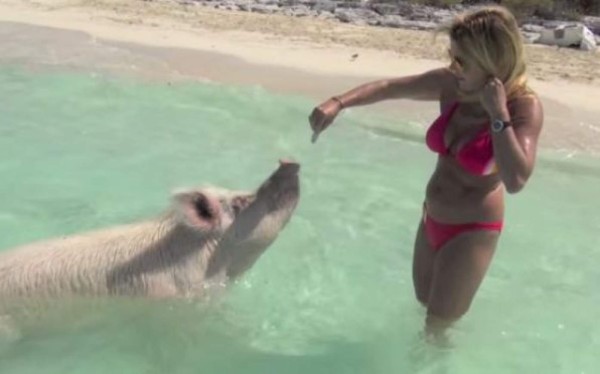 Una isla paradisíaca rodeada de cerdos