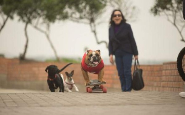 Biuf, el perro skater que es profesor