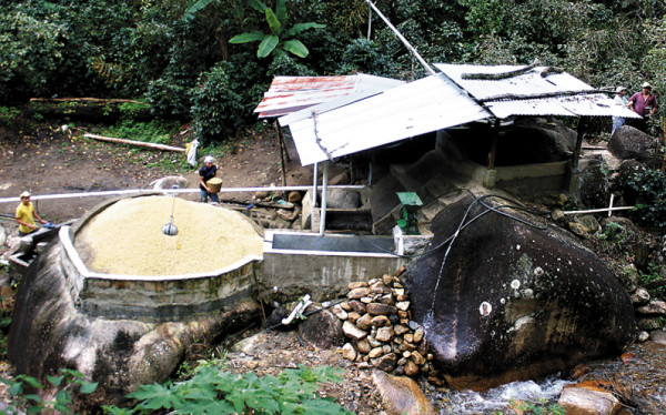 Enormes rocas sirven como despulpadora de café en El Paraíso