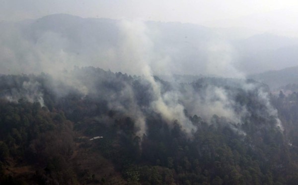 Devastado bosque capitalino