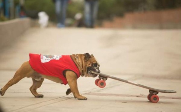 Biuf, el perro skater que es profesor