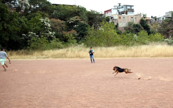 A romper los mitos sobre los pitbull
