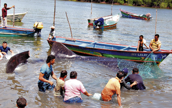 Honduras: Pescadores liberan a una ballena varada en el sur del país