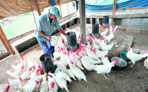Tardanza de Estados Unidos al certificar la carne de pollo