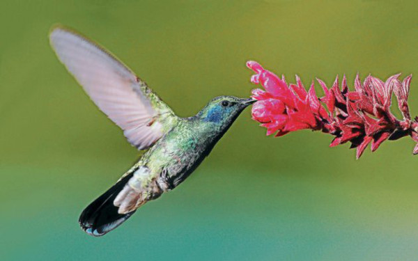 Honduras, un tesoro al natural por descubrir