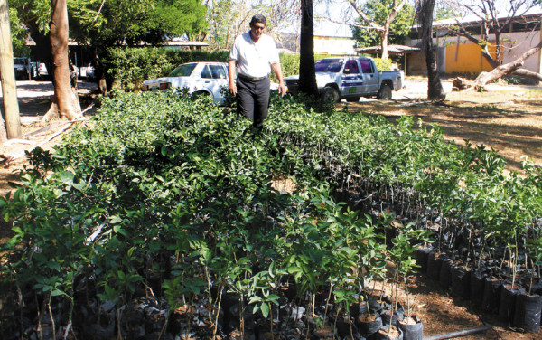 Implementan huertos familiares en la zona sur de Honduras