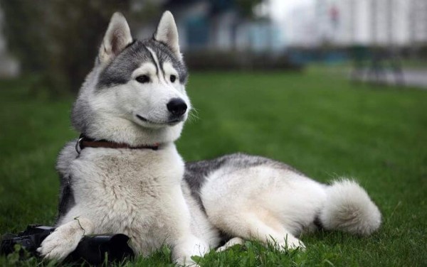 El top 10 de las razas de perros más bellas del mundo