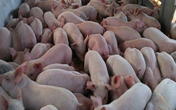 Viral: Cerdito nace con extraña deformación en sus ojos