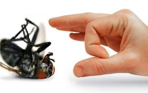 ¿Cómo eliminar las moscas de su casa?