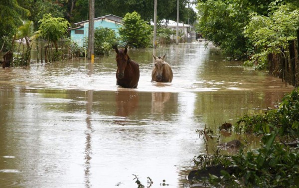 Honduras: Advierten riesgo de leptospirosis por lluvias