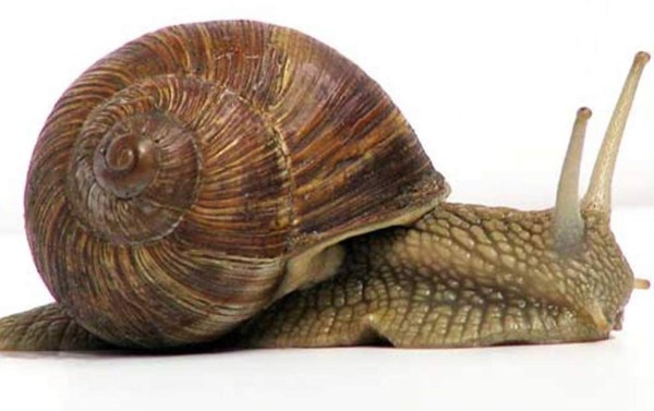 Si eres un caracol zurdo, olvídate del amor&nbsp;