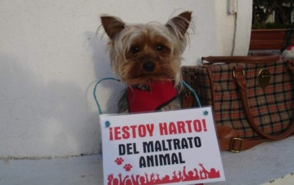 Las mejores imágenes contra el maltrato animal