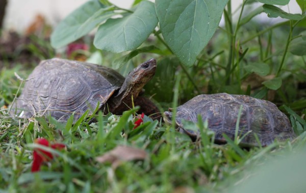 Las tortugas terrestres son mascotas que pueden vivir hasta 50 años