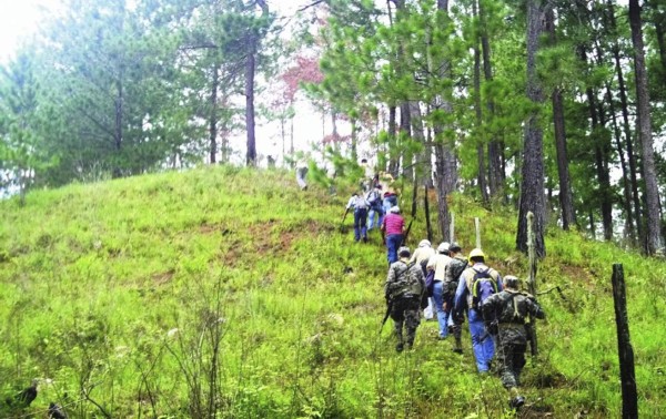 Honduras: Bosques dañados por gorgojo urgen de atención