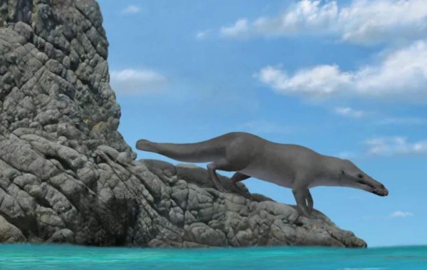 Descubrimiento de fósil de ballena de cuatro patas sorprende en Perú