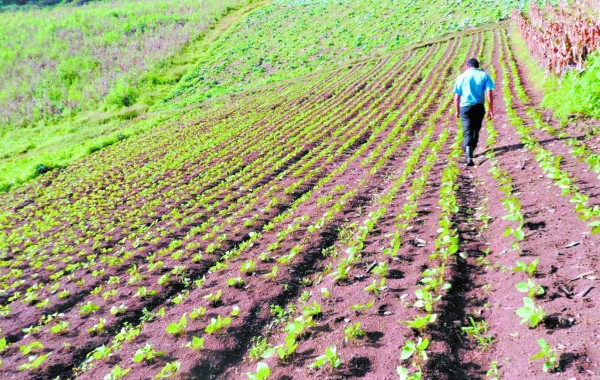 Yerba Buena, un monumento de la creación