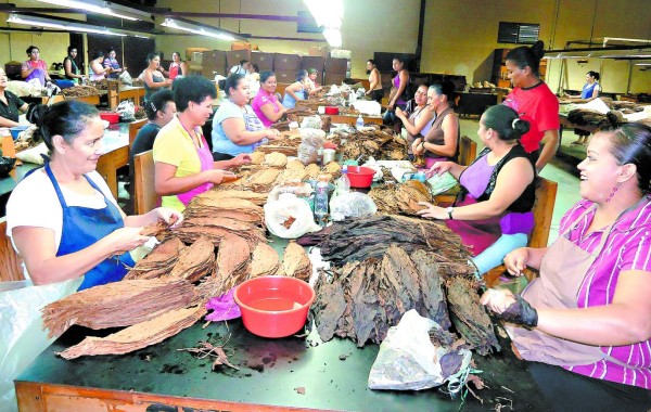 Sector agrícola acapara mayoría de plazas laborales en El Paraíso