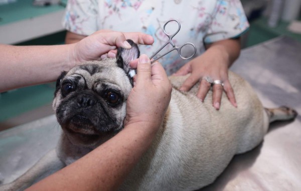 Evite problemas en los oídos de su mascota