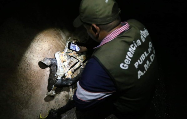 Honduras: Identifican destace ilegal de caballos en Nueva Suyapa