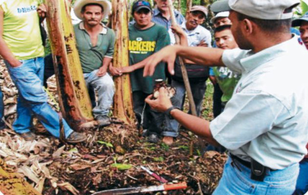 Experimentan con nueva variedad de bananos