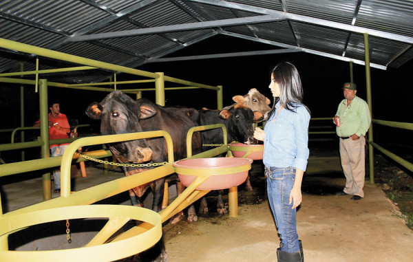 Ganaderos comienzan a tecnificar los centros de producción de leche