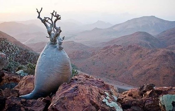 Descubre la 'isla alienígena' en la Tierra&nbsp;&nbsp;