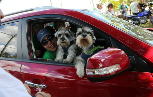 Honduras: Exigen protección para sus fieles amigos