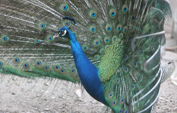 Zoológico Rosy Walther, un destino hermoso en la capital de Honduras