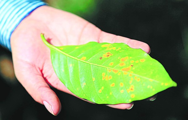 Honduras: Los daños de la roya en la caficultura se conocerán en un mes