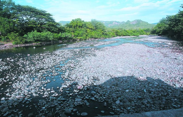 Frutas y bubuchas están comiendo en el corredor seco