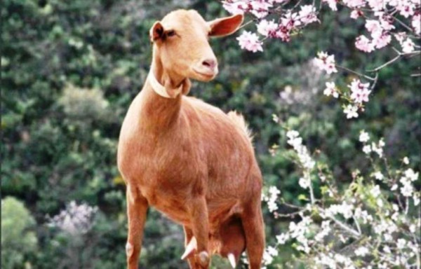 Un hombre casa a su hija de 6 años a cambio de una cabra