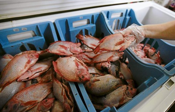 Suculenta oferta gastronómica frente al hermoso paisaje del Lago de Yojoa