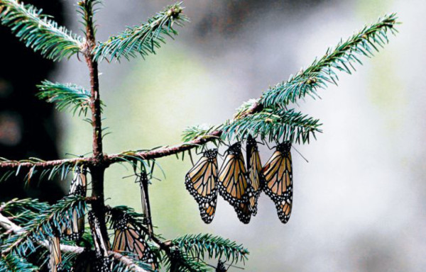 El vuelo de las monarcas