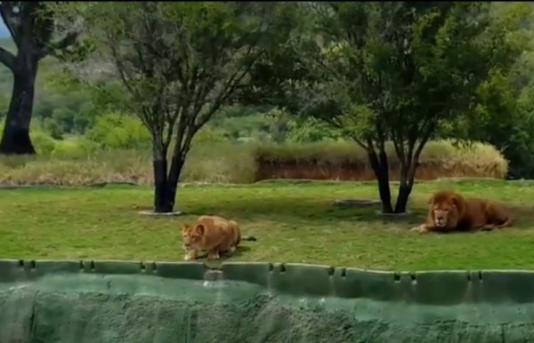 México: Leona salta para atacar a turistas y cayó en un profundo agujero