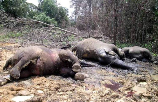 Cazadores furtivos envenenan a 26 elefantes&nbsp;&nbsp;