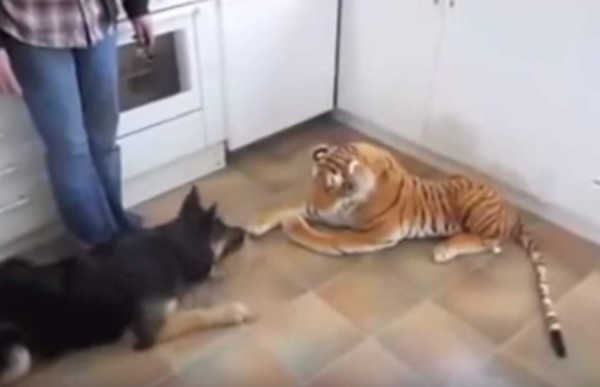 Peluche aterroriza a pastor alemán