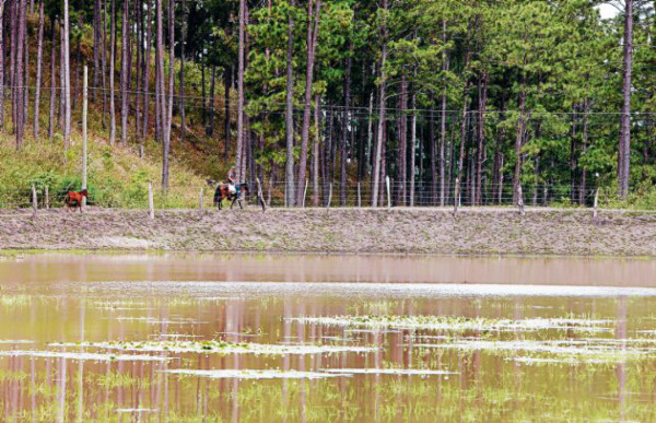 Turismo por las calles empedradas de Cedros