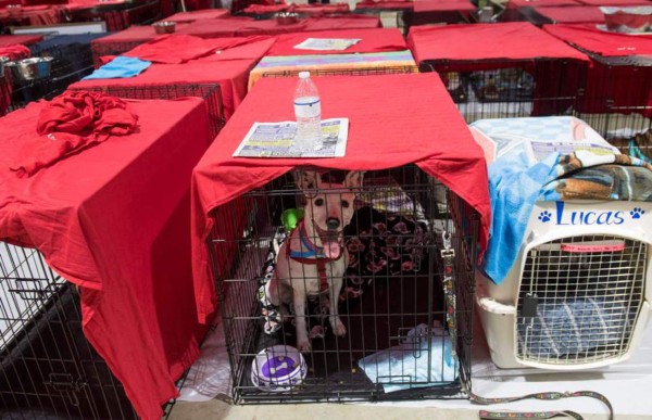 Huracán Irma deja 22 muertos en el Caribe antes de llegar a Florida