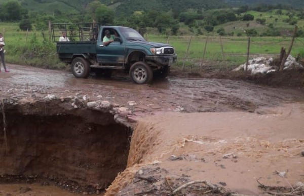 Una triple problemática enfrentan caficultores en la actual cosecha