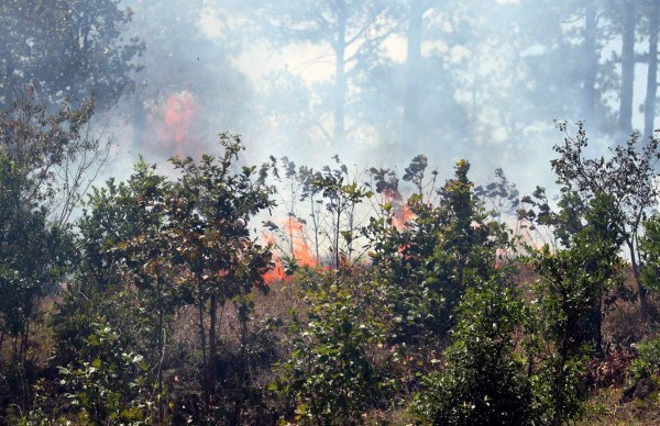 Cada 12 horas se quema una zacatera en la capital de Honduras