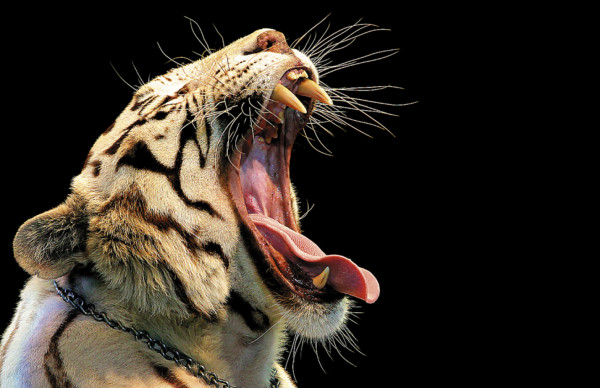 'Tommy Tequila' le coquetea al Guinness