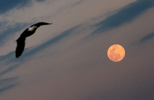 Las espectaculares imágenes que nos deja la Superluna rosa